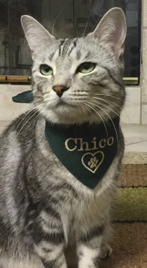 Chico, by Cheri Cox