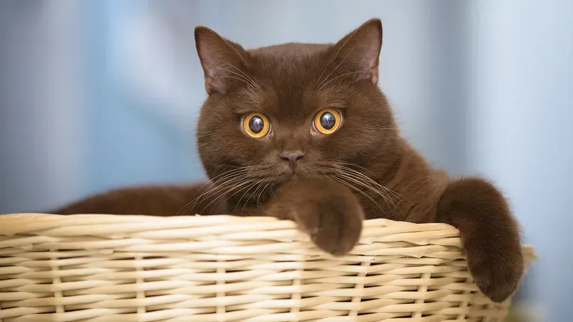 Chocolate British Shorthair cat sitting regally