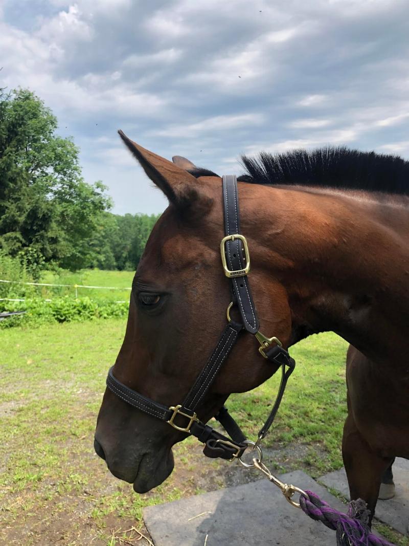 A collage of beautifully illustrated vintage covers from famous story books about horses, including Black Beauty and The Black Stallion.