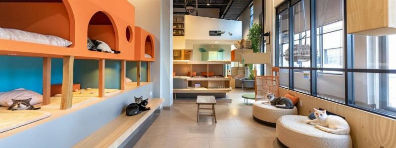 A modern, clean, and spacious dog boarding facility with comfortable individual kennels, showcasing a safe environment for board and train dogs.