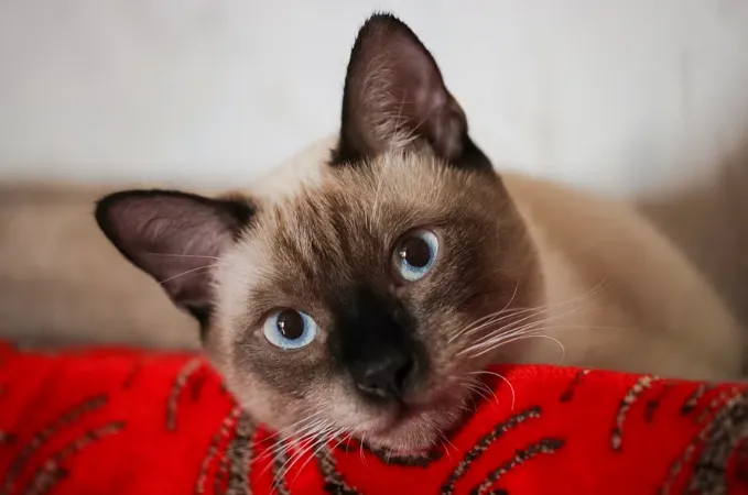 Close-up of a Siamese cat with striking blue eyes resting on a red patterned blanket.