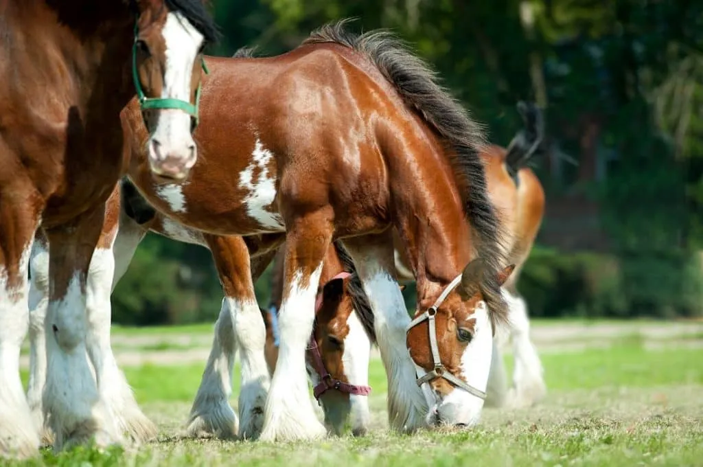 Clydesdale horse pulling a carriage