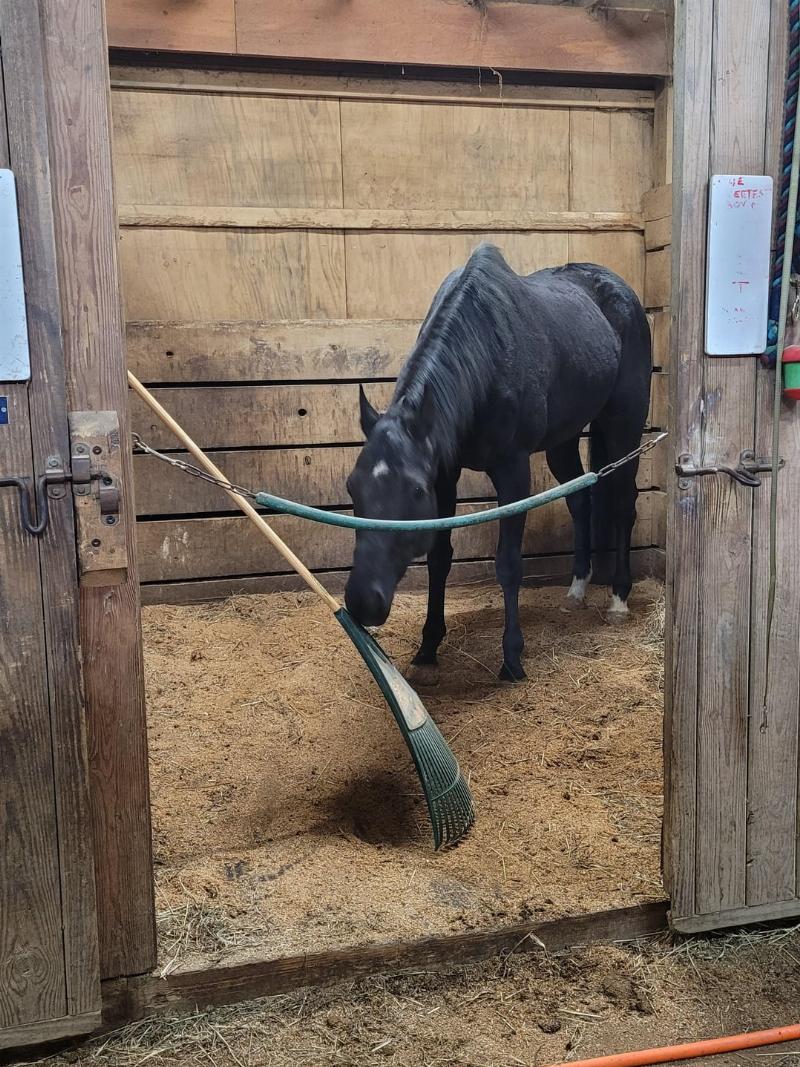 An experienced equestrian coach giving instruction to a rider in an arena, emphasizing the importance of professional guidance in training the horse and rider.