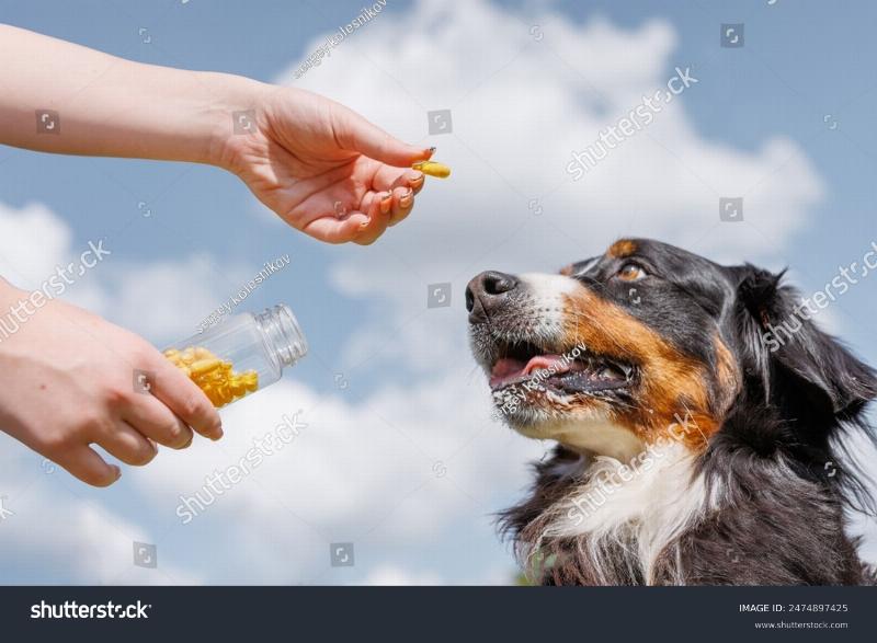 A close-up of a golden Cocker Spaniel puppy looking attentively at a training treat held in a person's hand, ready for a training session.