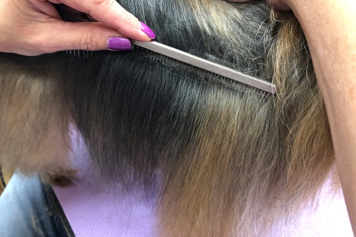 Combing through a dogs hair with TLC Dog Grooming
