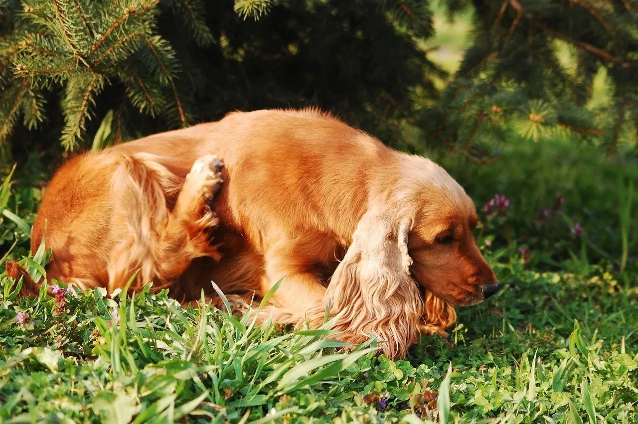 Decoding Canine Skin Woes Understanding and Managing Common Skin Issues in Dogs