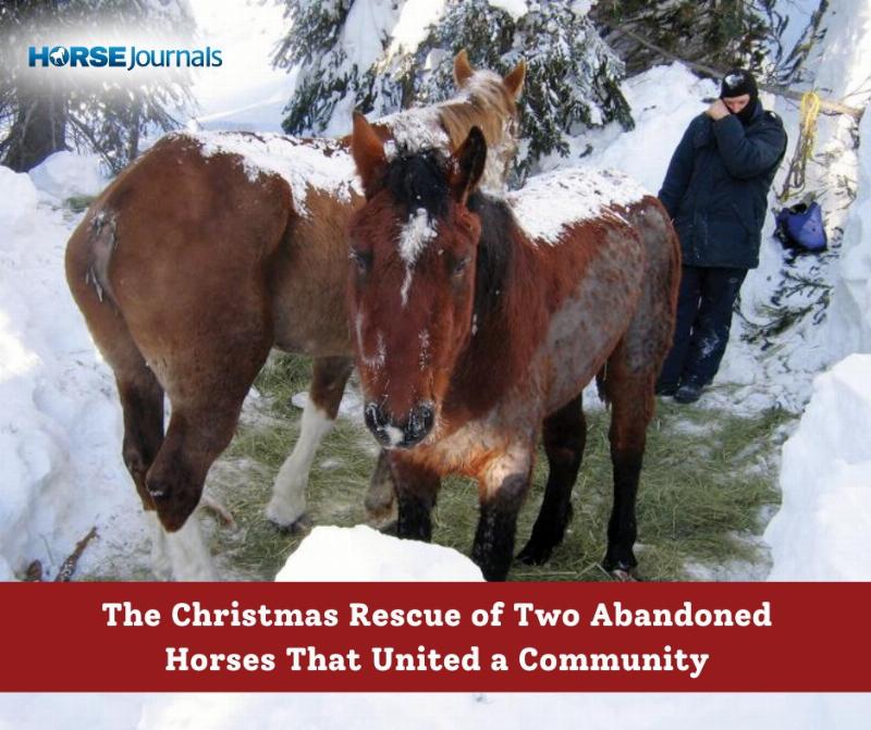 The real rescue behind The Horses of McBride was a massive community effort, with dozens of volunteers digging a trench in the snow.
