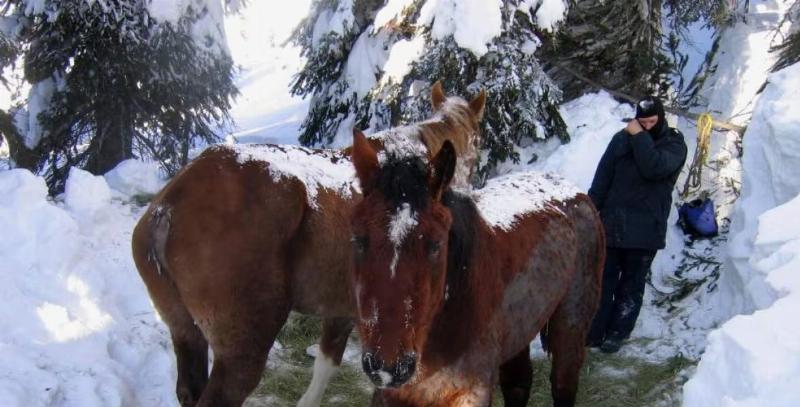 The horses of McBride true story illustrated by a group of volunteers digging a trench in the snow to rescue the animals.