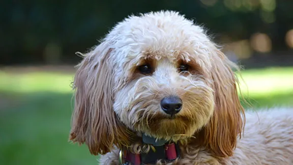 Cooper, a Goldendoodle, is pictured looking towards the camera.