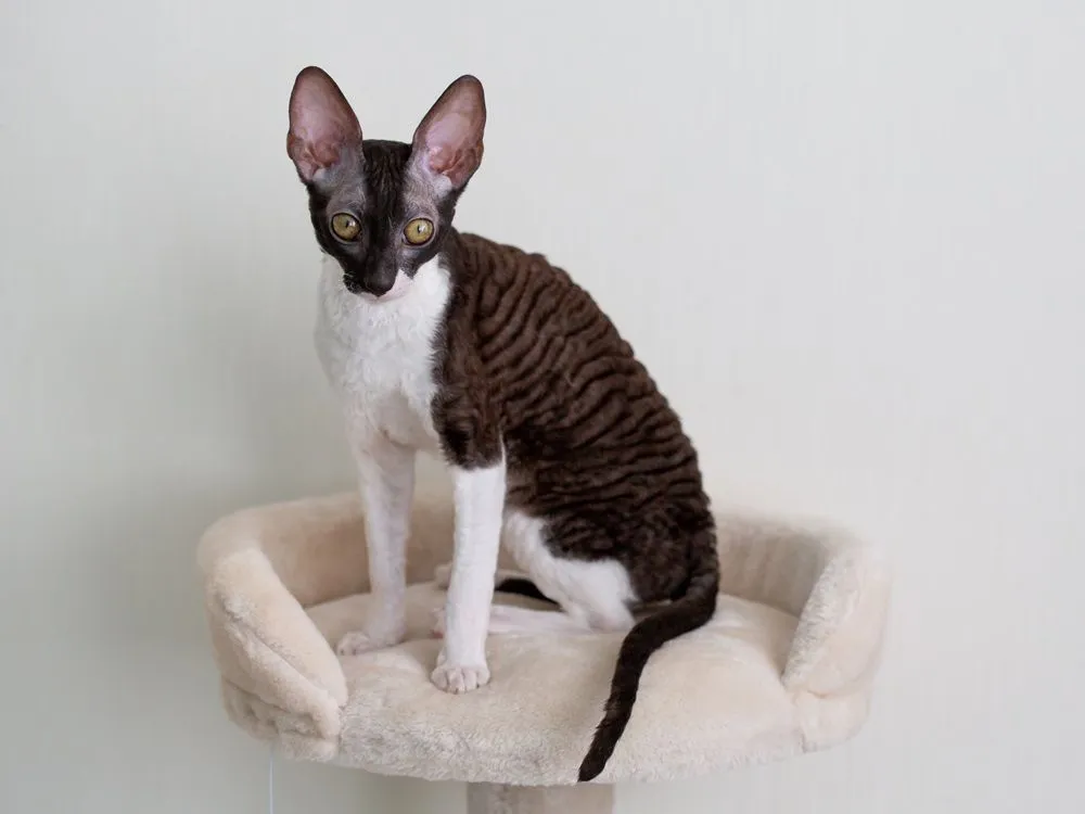 Cornish Rex cat on a white background