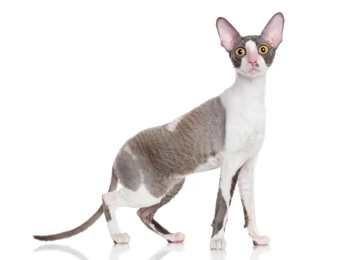 Cornish Rex cat posing on a white background