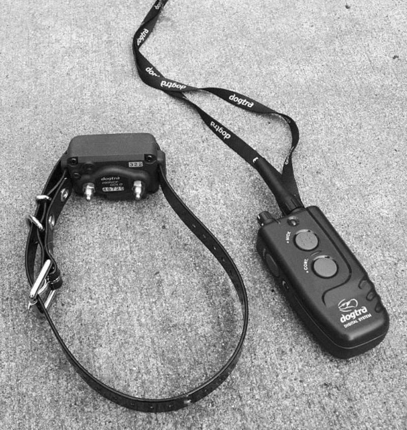 An owner carefully adjusting the fit of an electronic training collar on a calm Labrador, demonstrating how to train a dog with a shock collar properly.