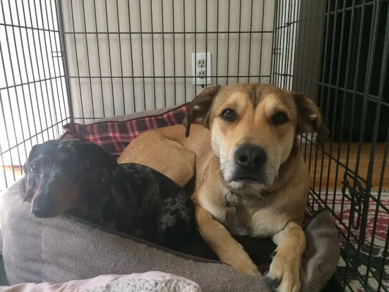 Positive crate training experience for a happy dog