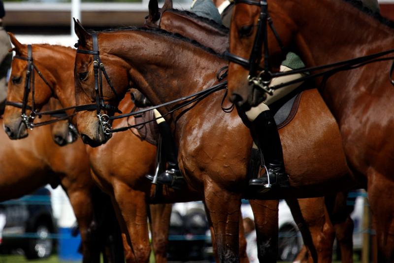 A well-muscled Quarter Horse standing in a field, showing the ideal conformation for training a cutting horse.
