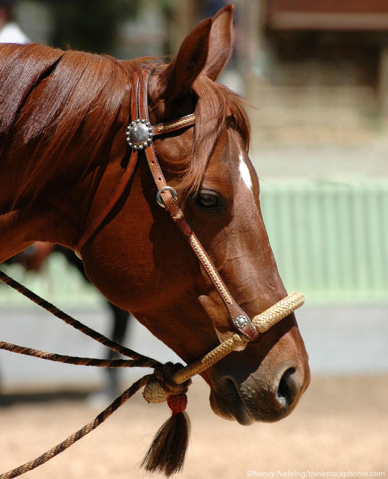 A close-up shot of a person’s hand gently touching a horse’s muzzle, illustrating the gentle connection in Dale Rudin horse training methods.
