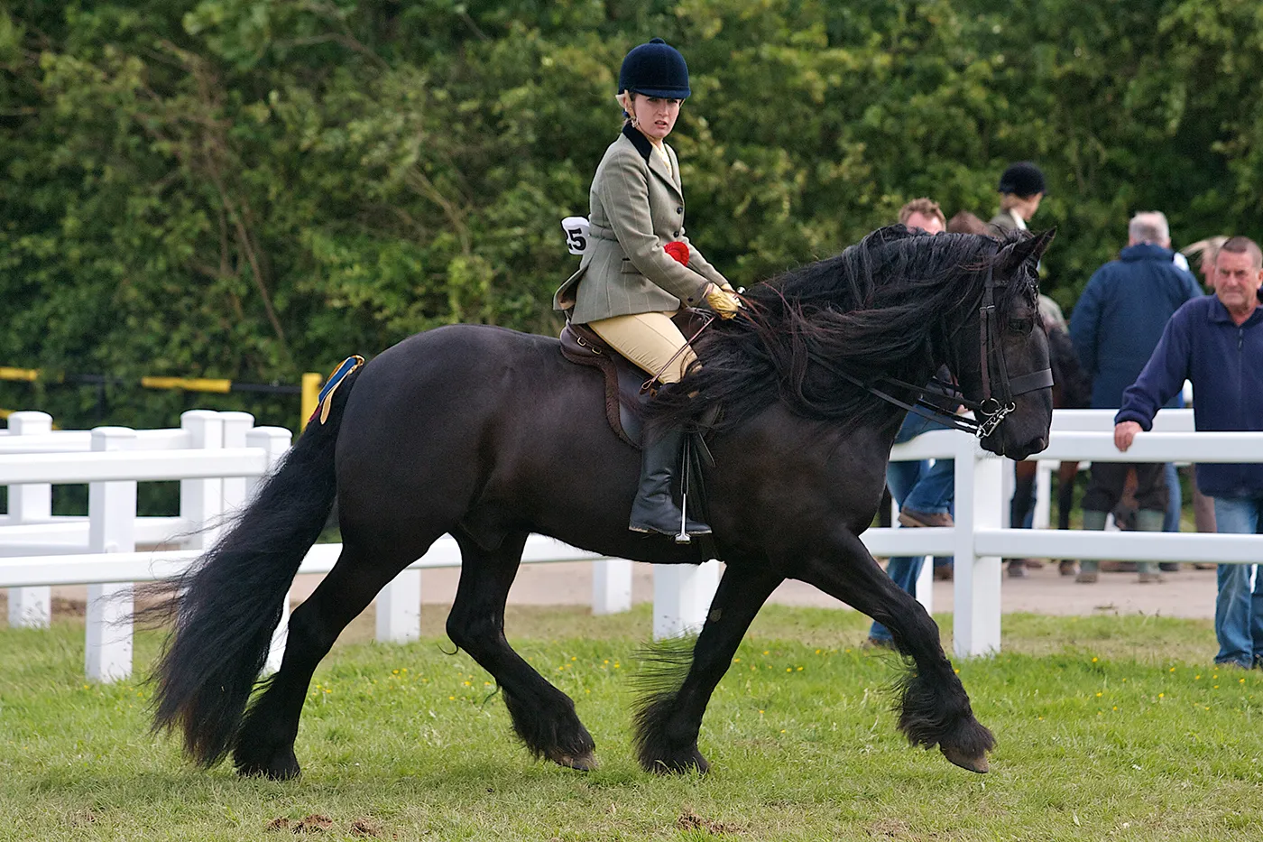 Dales Pony grazing in a field