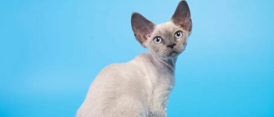 Devon Rex cat with large ears and muscular legs
