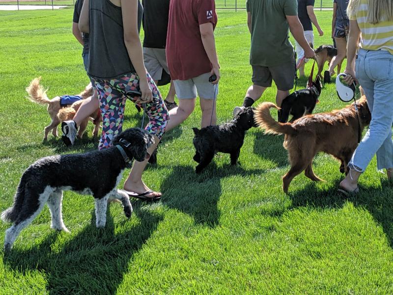 Expert dog aggression training session in Tampa, FL, focusing on positive reinforcement and owner guidance