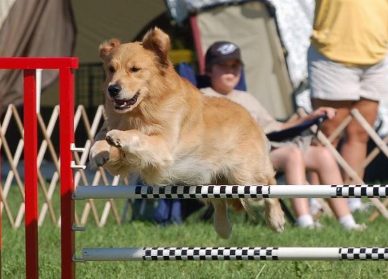 Excited dog leaping over an agility jump with handler cheering