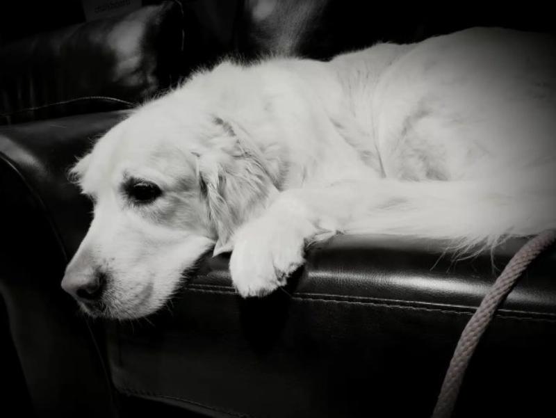 A happy Golden Retriever looking lovingly at its owner during an all 4 paws dog training session in a sunny park.