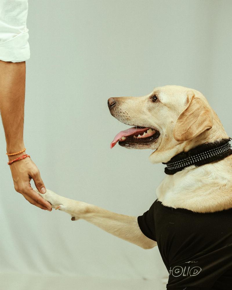 Understanding the reasons behind a dog's biting behavior is key to addressing it effectively.