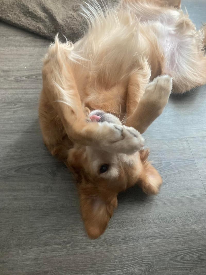 Creative inspiration for naming dogs in books with literary themes and dog imagery