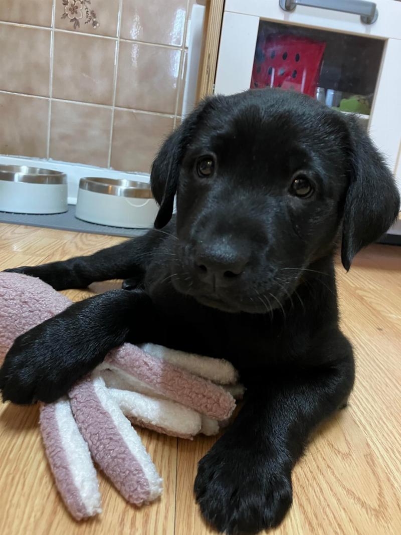 A medium-sized golden retriever puppy gently chewing on a red rubber toy held by a person, illustrating a positive redirection technique to stop dog biting.