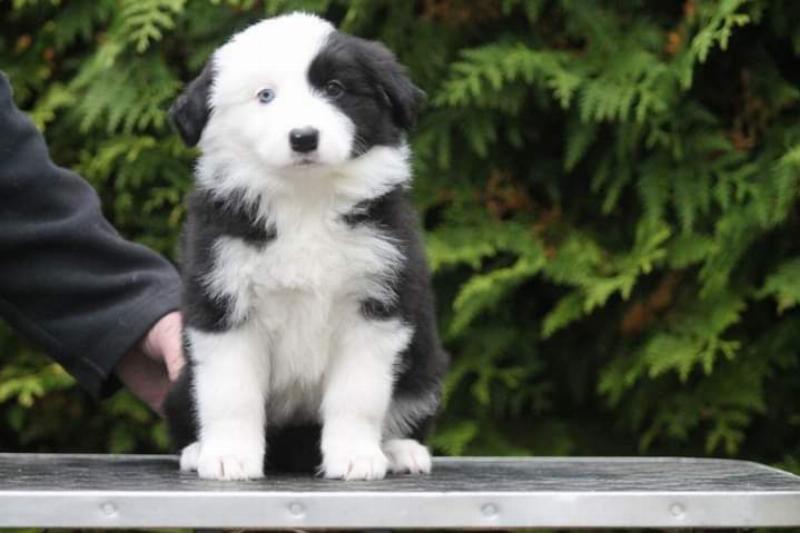 Beginner dog owner reading a detailed grooming guide