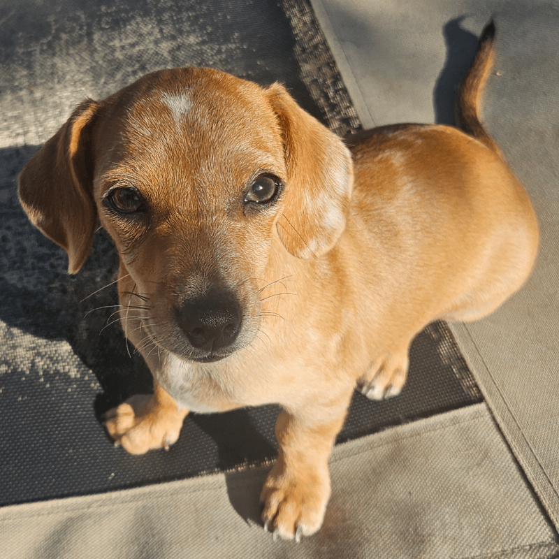 Adorable puppy using a dog house training pad indoors, symbolizing successful house training.