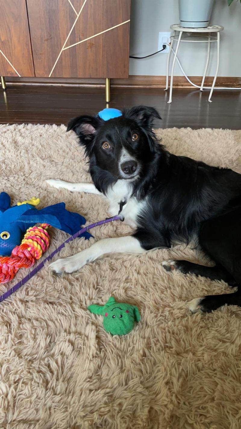 A Border Collie dog looking past a hand offering a treat, focusing instead on a tennis ball on the ground, showcasing the challenge of training a non food motivated dog.