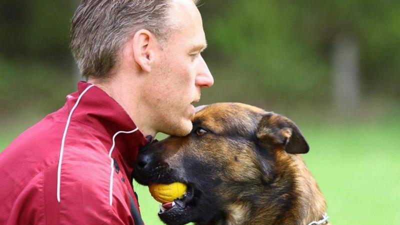 A handler guiding a calm Labrador through a simulated therapy dog training exercise, learning how to get a dog therapy trained.