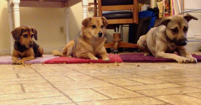 A border collie looking away from a piece of cheese on the floor, learning the 'leave it' command as part of its impulse control dog training.
