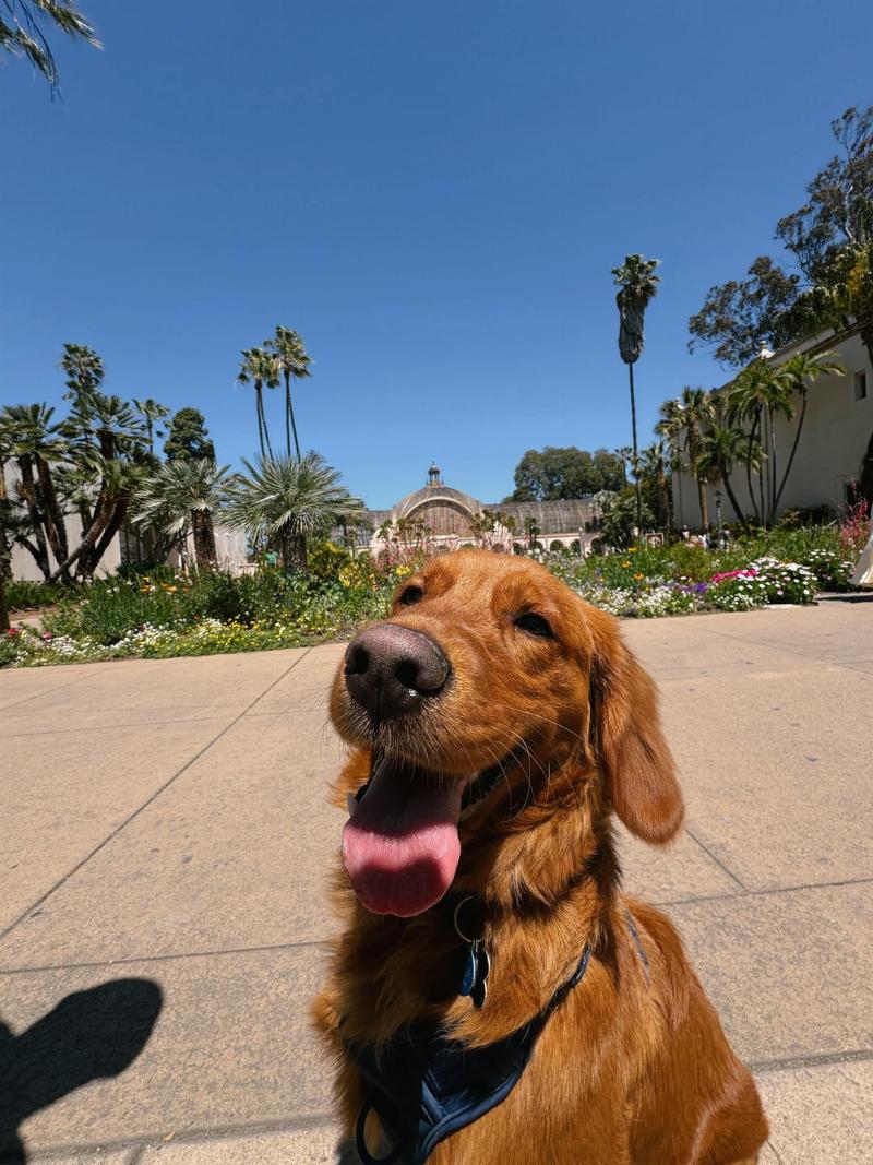A golden retriever puppy patiently practicing the "Stay" command with its first-time owner in a sunny backyard, showcasing a key part of dog training.