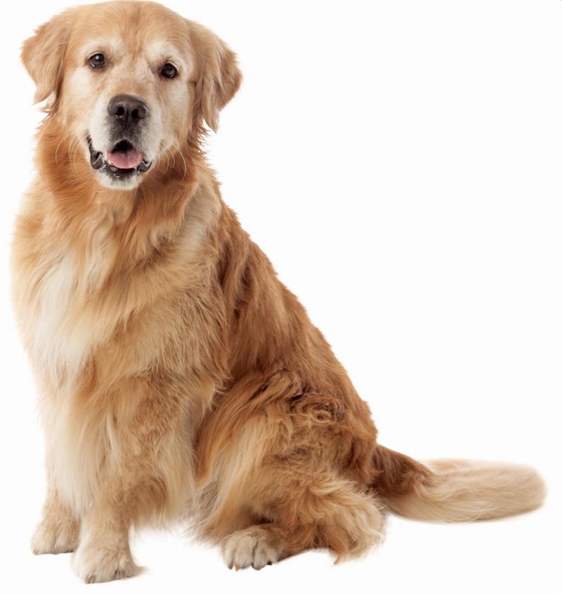 A focused Labrador retriever gently nudging the hand of its owner who is sitting on a couch, illustrating a diabetes alert dog's warning signal.