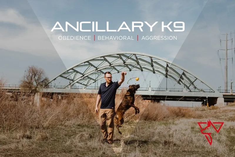 Expert dog obedience training in Denver for a well-behaved companion