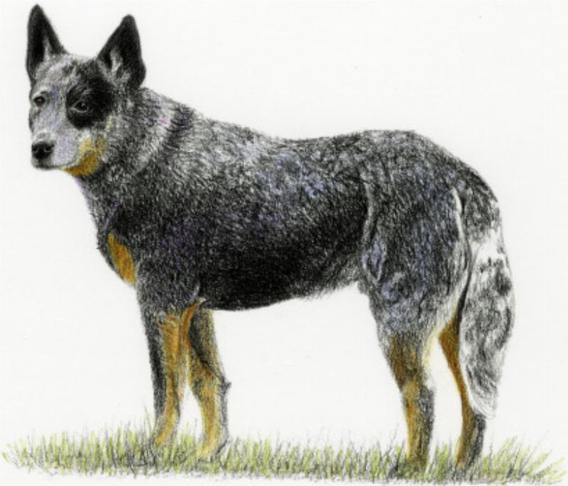 A Border Collie in mid-air, clearing a red and white striped jump on an agility course, showcasing skills learned at the Ithaca Dog Training Club.