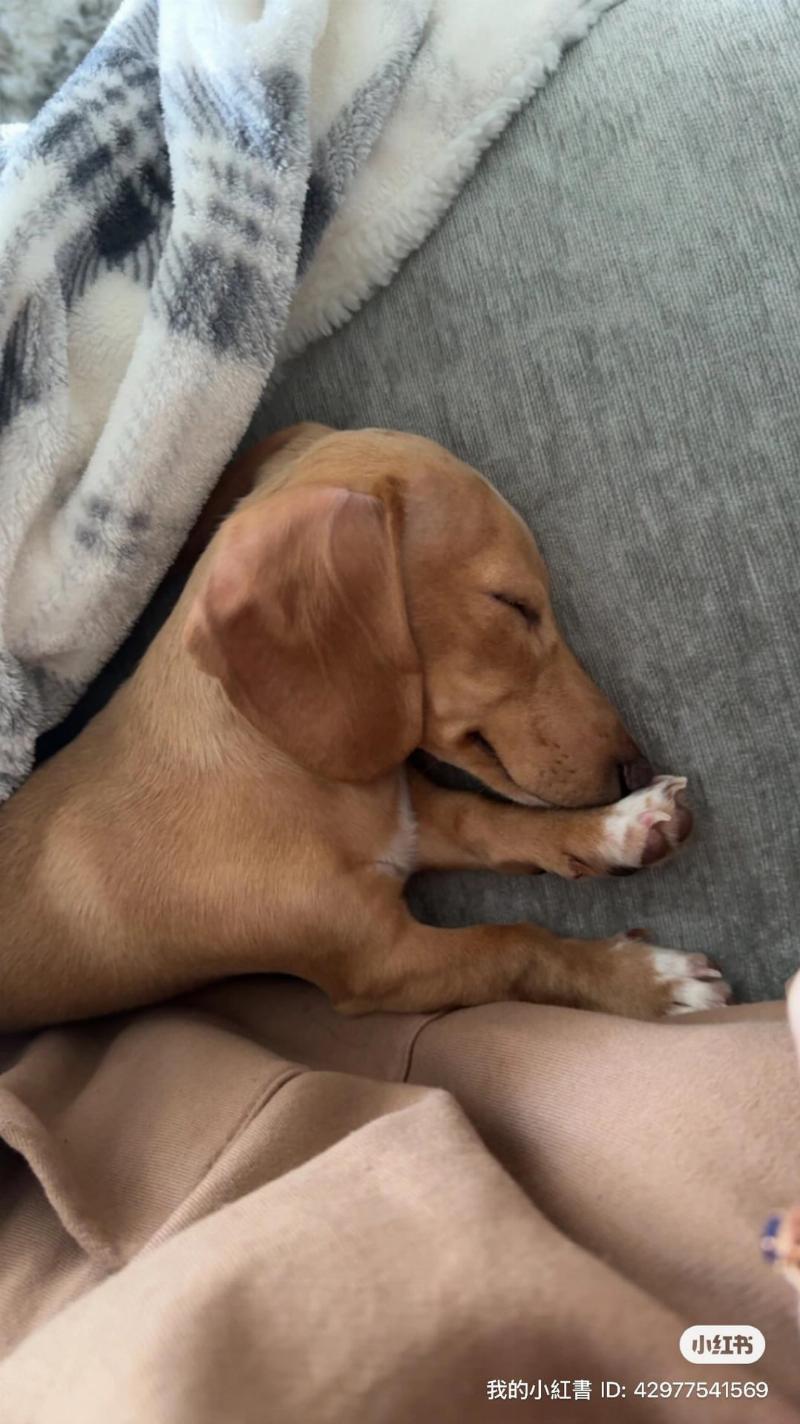Adorable puppy using a pee pad indoors, signifying successful training.