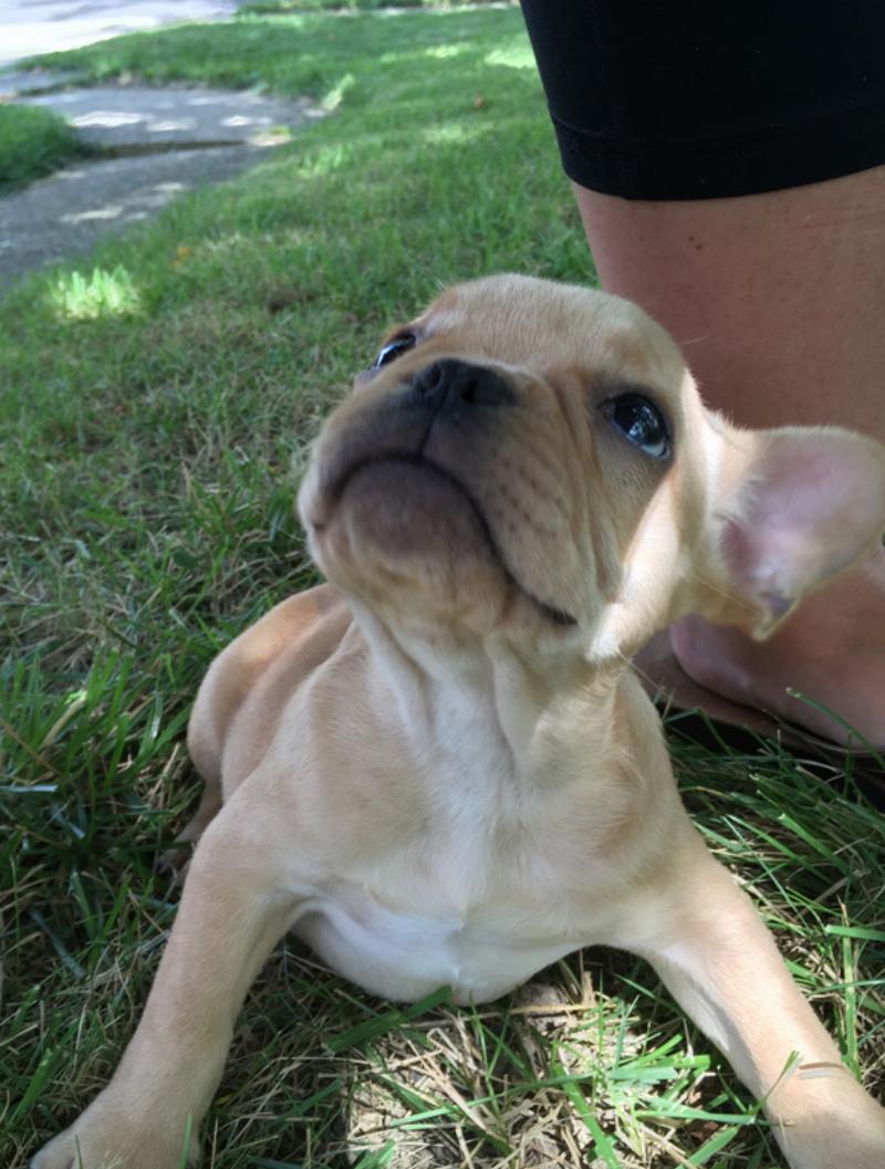 An owner taking their happy puppy outside to potty as part of a guide on how to potty train a dog
