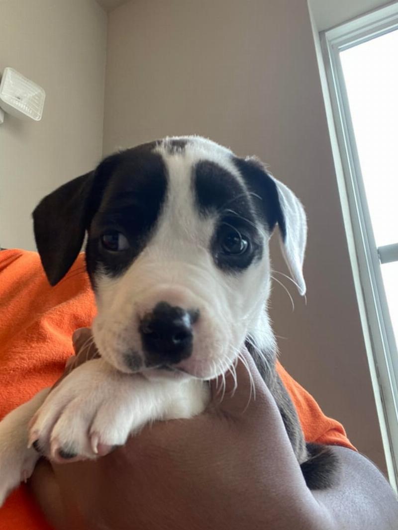 A happy dog sitting by the door with a leash, illustrating the routine of how to potty train your dog to go outside