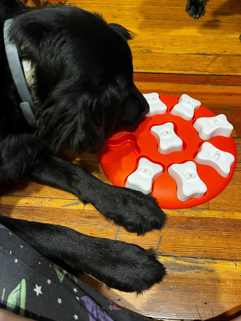 A dog eagerly playing with a puzzle toy designed for mental stimulation