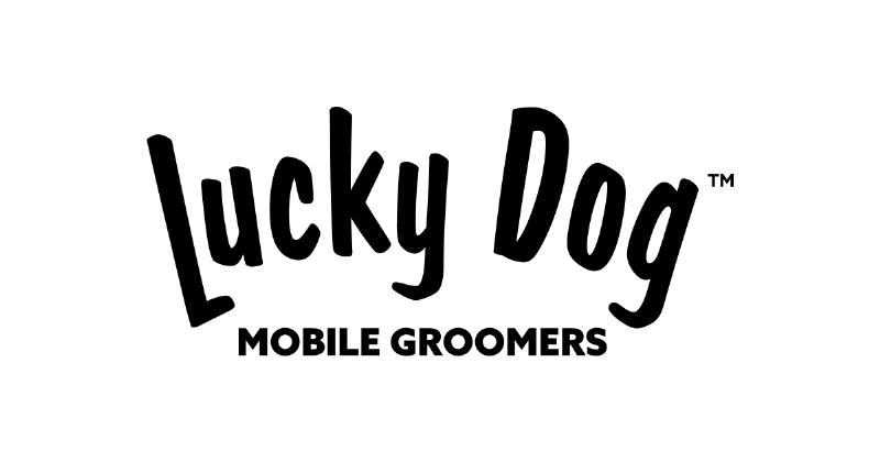 A happy dog sitting patiently near its owner as they browse books at Lucky Dog Books in Dallas, TX.