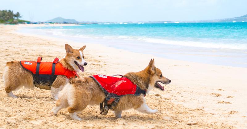 Dog wearing a life vest for water safety