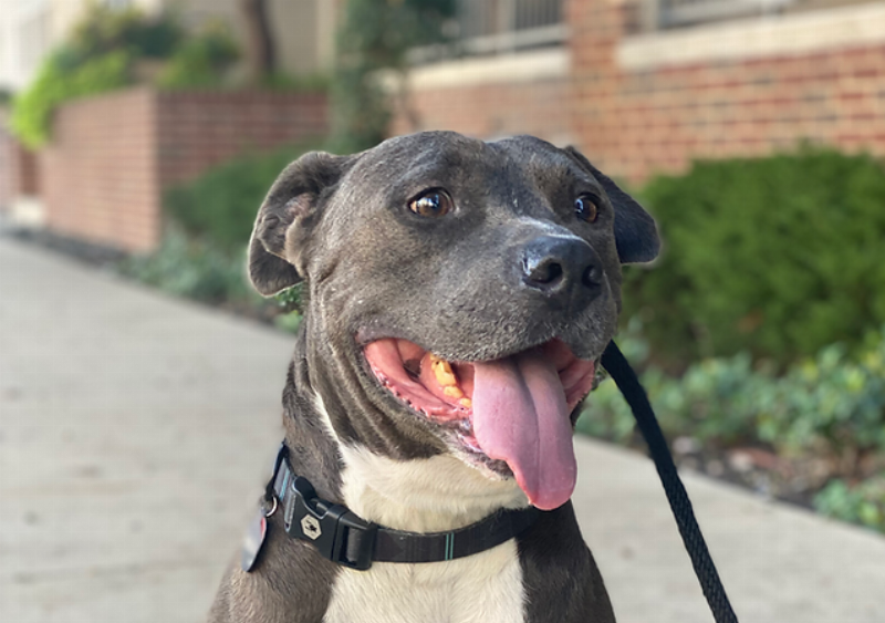 Expert dog training services in Murphy, TX