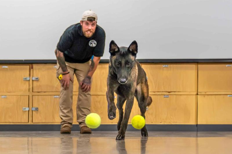 Infographic showing the average salary of a dog trainer with different experience levels and locations