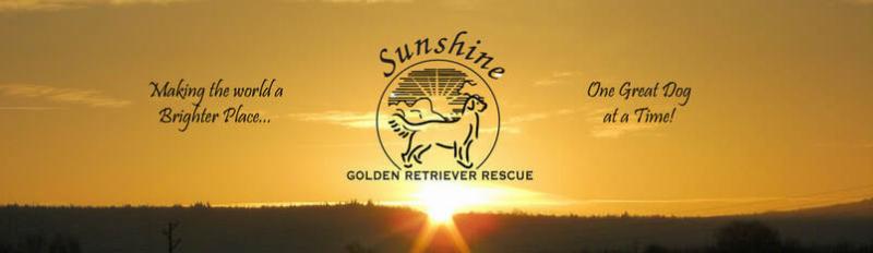 A friendly dog trainer in Auburn, AL, teaching a golden retriever to sit using a treat as a reward in a sunny park setting.