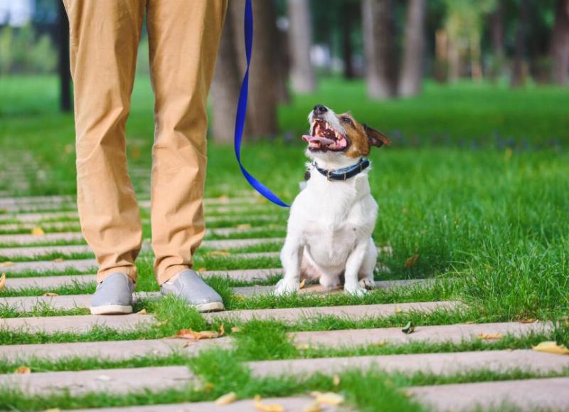 Essential positive reinforcement techniques for dog training
