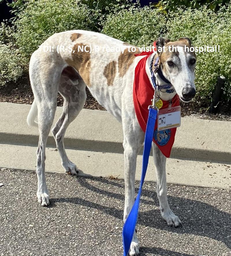 A golden retriever sits patiently next to its owner during a dog training session in Beaufort, SC.