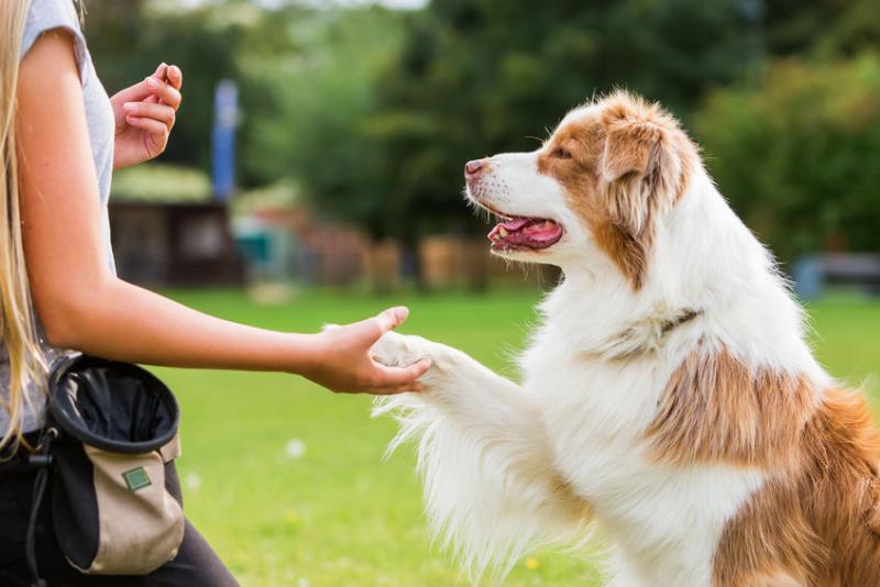 Professional dog training in Chino Hills using positive reinforcement techniques, happy dog and owner interaction