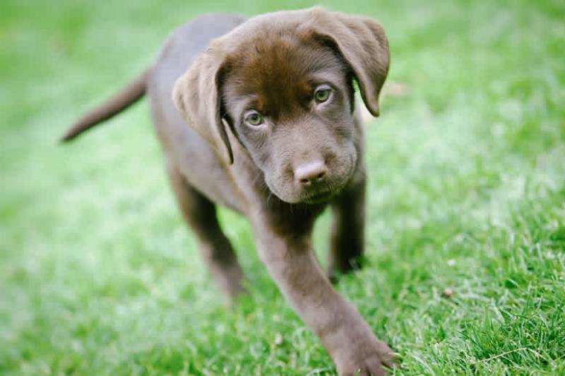 Positive reinforcement dog training session