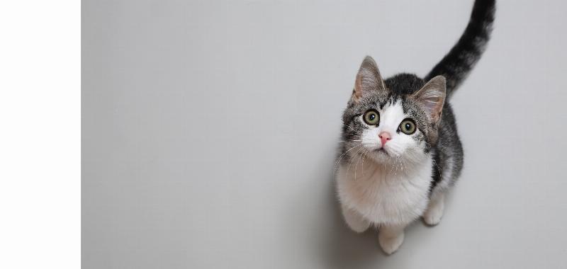 A group of diverse dog breeds and their owners in an outdoor dog training class in Goldsboro NC, all looking attentively at an instructor.